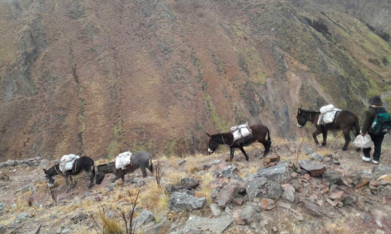A lomo de mula llevarán las urnas a los Valles de altura de Tilcara