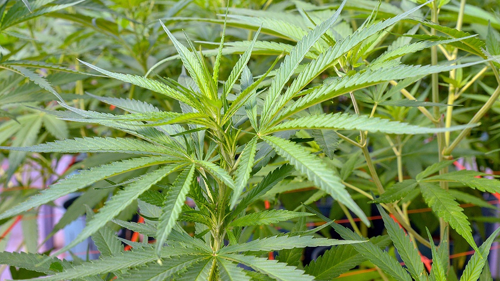 Destacan el “potencial terapéutico” del cannabis medicinal para pacientes con cáncer