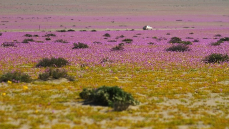 El desierto de Atacama está a un paso de convertirse en un laboratorio paleontológico mundial
