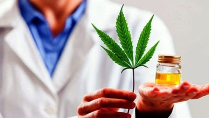 El Gobierno oficializó el proyecto de investigación sobre cultivo de cannabis para usos médicos