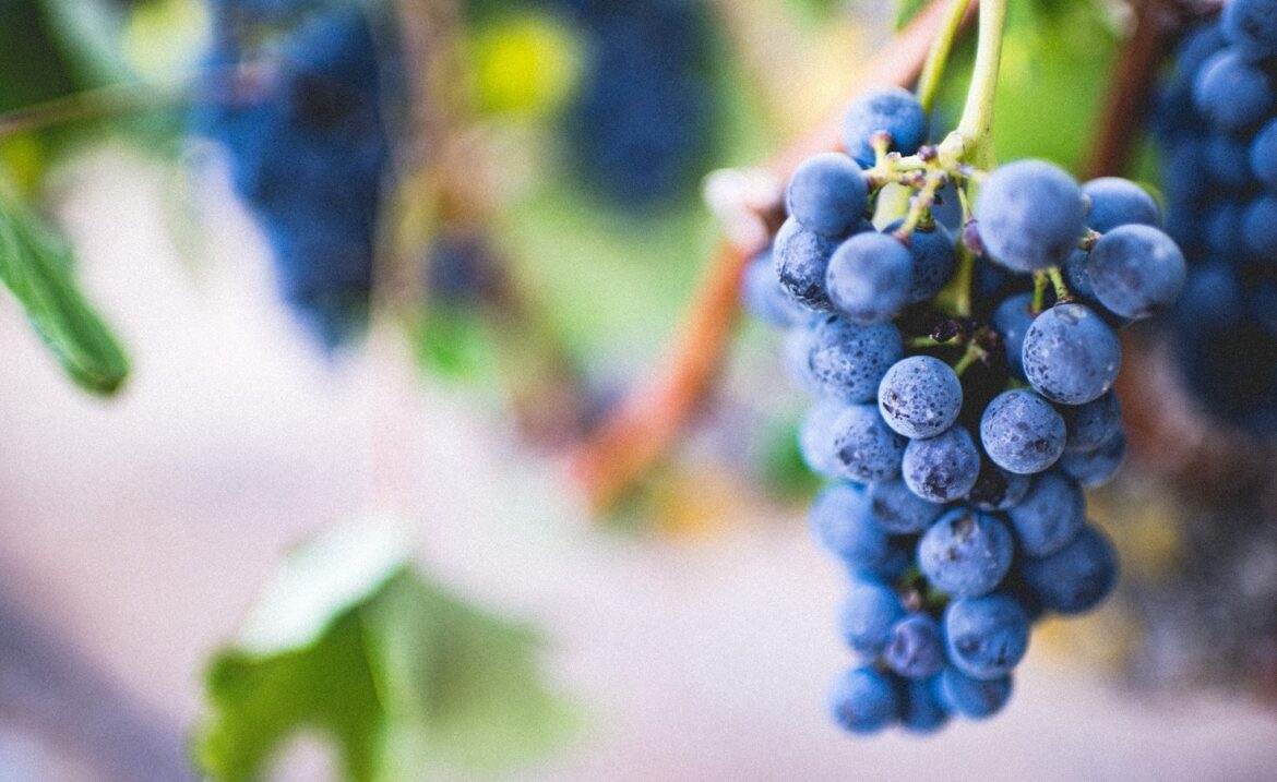 Nueva herramienta del INV permite conectar oferta con demanda de varietales de uva en Argentina