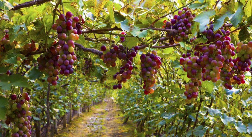La lucha entre la producción de vinos de distintos varietales y la caída en cantidad de viñedos de la mayoría