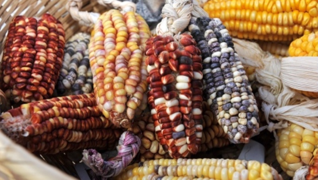 Feria de los cultivos andinos en Caspalá