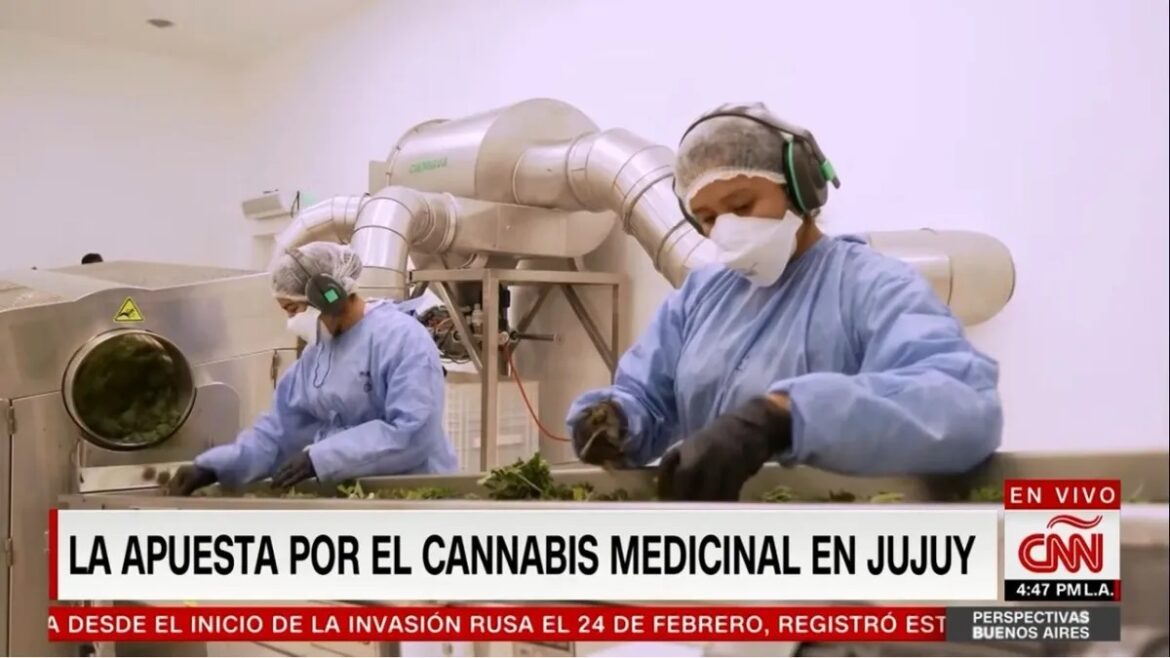 Destacan a Jujuy como polo productivo de cannabis medicinal en el país