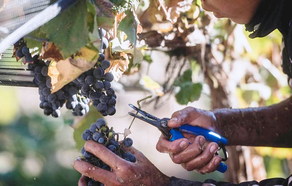 Vendimia 2023, hay una disminución del 21% en la producción de vinos