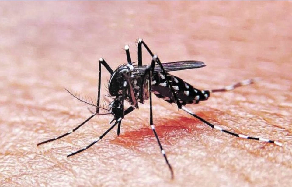 El 95% de los casos de dengue se presenta con síntomas