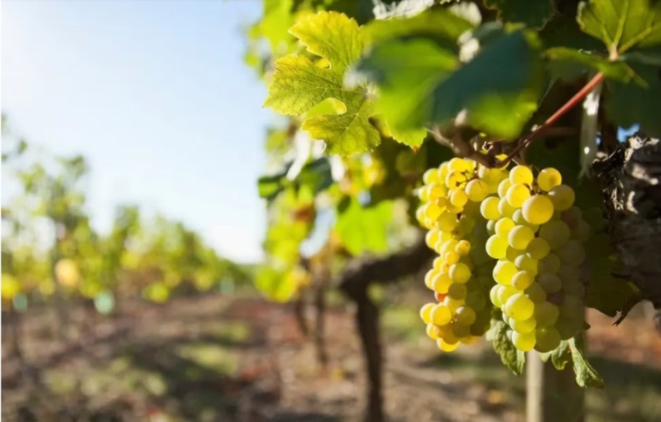 Los viñedos de uva blanca disminuyen año a año, qué variedades quedan