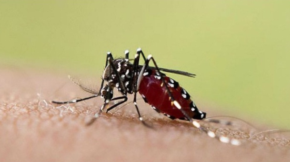 Hay más de 56 mil casos de dengue en todo el país