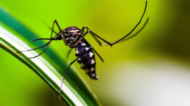 Dengue: El mosquito transmisor prolifera con lluvias y ascenso de temperaturas