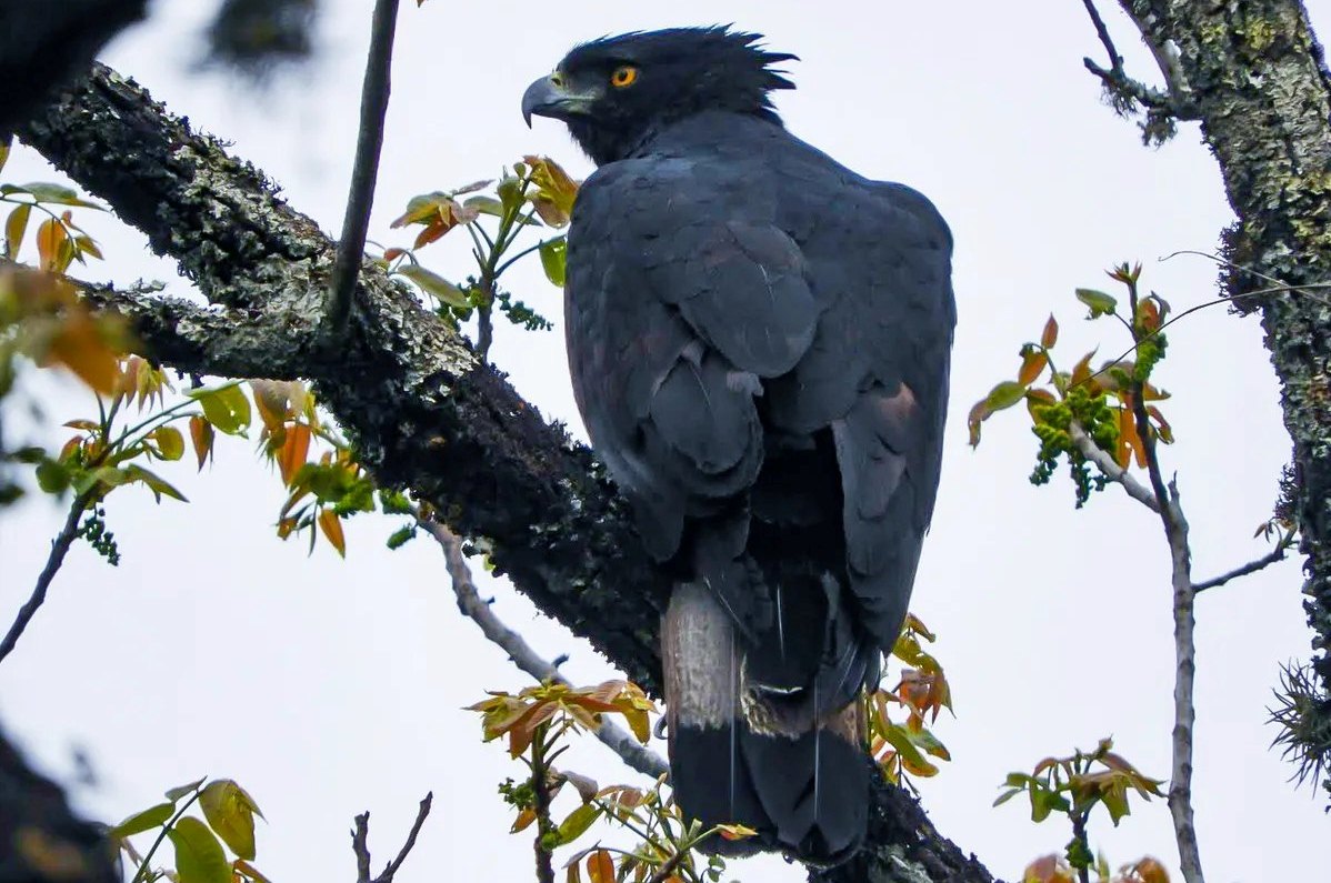 Jujuy declaró al águila Poma como Monumento Natural Provincial
